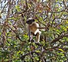 hanuman-langur-primate-monkey-173345.jpg