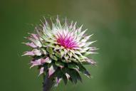 thistle-weed-flower-purple-nature-868687.jpg