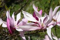 magnolia-magnolia-blossom-macro-1381118.jpg