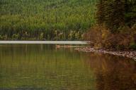 deer-wilderness-nature-environment-1209210.jpg