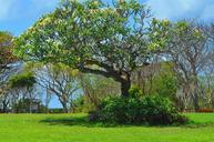 tree-nature-bali-plant-indonesia-648797.jpg