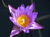 water-lily-water-plant-420690.jpg