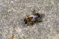 drone-honey-bee-male-bee-buckfast-344984.jpg