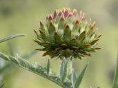 artichoke-plant-architecture-1439163.jpg