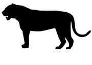 tiger-predator-cat-big-cat-felidae-1394584.svg