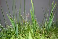 pond-grass-green-186686.jpg