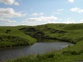 iceland-nature-horse-river-green-302595.jpg