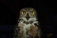 owl-raptor-eyes-yellow-levigliani-1668208.jpg