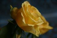 yellow-rose-blossom-flower-nature-655764.jpg