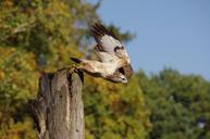 bird-raptor-buzzard-flight-start-63806.jpg