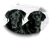 labrador-dogs-black-head-pair-two-185791.jpg