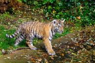 Siberian Tiger Cub (30157332434).jpg