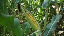 corn-cornfield-ripe-harvest-917354.jpg