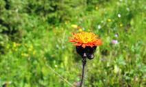 orange-hawkweed-pilosella-aurantiaca-383615.jpg