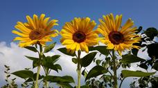 sunflowers-three-next-to-each-other-1240578.jpg