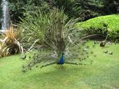 peacock-feathers-animals-birds-185423.jpg