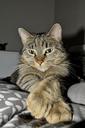 tabby-cat-idle-cat-pets-rest-293510.jpg