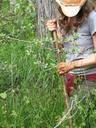 Female searches for bog turtles in forest.jpg