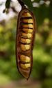 seeds-seed-pod-pod-tree-945433.jpg