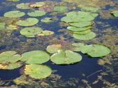 water-lily-leaves-pond-water-plant-424562.jpg