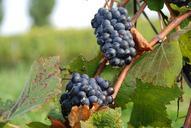 blue-grapes-grapes-autumn-leaves-566652.jpg