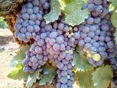 grape-black-red-vineyard-vineyards-1140710.jpg