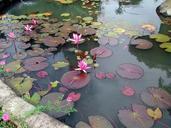 basin-lotus-water-calm-serenity-897806.jpg