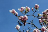 magnolia-blossom-tulip-magnolia-1218286.jpg