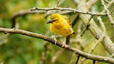 bird-feathers-yellow-beak-branches-1252927.jpg