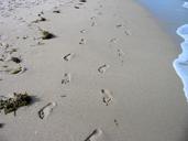 footprints-beach-sand-foot-prints-1690435.jpg