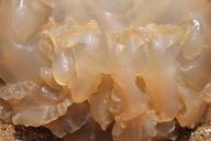 jellyfish-sea-ocean-beach-455459.jpg