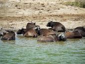 buffalo-swim-doze-uganda-1536356.jpg