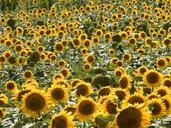 sunflowers-tuscany-summer-italy-969833.jpg