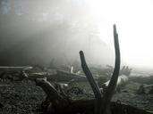 driftwood-beach-fog-sun-ray-mist-1376929.jpg