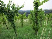 vineyards-green-wine-winegrowing-409337.jpg