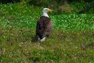 bald-eagle-bird-symbol-predator-92359.jpg