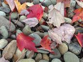 pebbles-leaves-fall-stone-leaf-820719.jpg