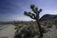 Joshua_Tree_at_Sunset.jpg