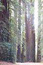 Williams Grove - Humboldt Redwoods State Park - DSC02404.JPG