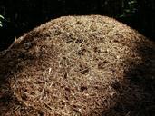 ant-hill-steinbachtal-germany-ants-837630.jpg