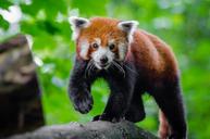 Red Panda (29453160100).jpg