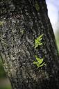 salix-chinese-willow-tree-leaf-791848.jpg