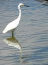 egret-bird-egretta-water-83734.jpg