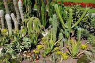 cactus-botanical-garden-%C3%BCberlingen-1524230.jpg