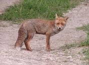 animals-fox-wild-animal-359188.jpg