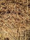 straw-grass-grain-422412.jpg