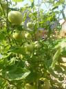 green-tomatos-garden-plant-backyard-615694.jpg