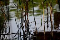 reed-waterfront-aquatic-plant-368340.jpg