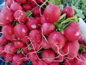 market-radishes-garden-farmers-68789.jpg