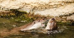 otter-zoo-play-water-1522378.jpg